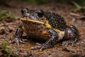 Textured Toad Sitting On Wet Muddy Ground Royalty Free Stock Photo