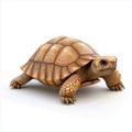 Sturdy tortoise with textured shell crawling against a white background