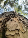 Textured Tree Bark Close-Up, Low Angle Nature Background, Forest Canopy Wallpaper Royalty Free Stock Photo