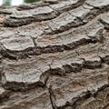 Textured tree bark with deep grooves and rough, rugged surfaces. The bark is grayish-