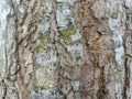 Textured tree bark , ?It is deeply furrowed and deeply grooved. Royalty Free Stock Photo