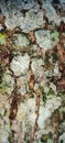 Textured Tree Bark with Lichen and Moss Royalty Free Stock Photo
