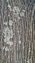 Textured Tree Bark Lichen Patterns Nature Macro Photography Royalty Free Stock Photo