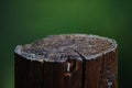 Textured Tree Rings Close-Up with Natural Green Backdrop