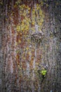 A textured tree trunk adorned with yellow algae supports a side shoot Royalty Free Stock Photo
