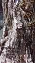 Textured Tree Trunk Bark Macro Royalty Free Stock Photo