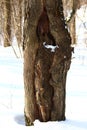Textured tree trunk with a hollow in the winter forest