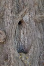 Textured Tree Trunk with Natural Hollow