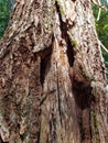 Textured trees barn