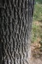 Fraxinus pennsylvanica bark close up