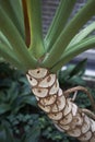 Philodendron bipinnatifidum close up Royalty Free Stock Photo