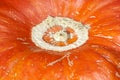 Textured, vegetable circle, skin, peel, pumpkin, orange, macro Royalty Free Stock Photo