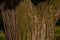 Textured vertical relief rough bark with green moss, lichen. Tree trunk. Sunset light Royalty Free Stock Photo