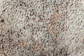 Textured wall with peeling brown paint. Old building. Beautiful abstract background.