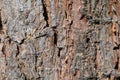Textured, weathered tree bark with character. Royalty Free Stock Photo