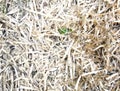 Textured wood shavings interspersed with grass and plants Royalty Free Stock Photo