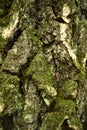 Trunk of aged birch tree covered with lichen and moss. Closeup vertical image