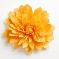 Textured Yellow Dahlia Flower In The Style Of Hiroshi Nagai Royalty Free Stock Photo