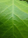 Texturegreen leaf background Royalty Free Stock Photo