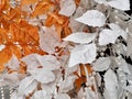 textures for the background colored white and orange artificial leaves Royalty Free Stock Photo