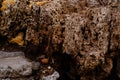 Textures and backgrounds : Nest termite,Close up termites, background of nest termite, white ant, background damaged Royalty Free Stock Photo