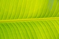Textures banana leaf Royalty Free Stock Photo