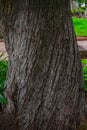 Textures of the bark of the tree trunks Royalty Free Stock Photo