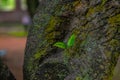 Textures of the bark of the tree trunks Royalty Free Stock Photo