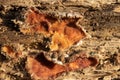 Fungi growing on dead tree in woods.