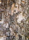 Textures in the cracked bark of an old tree Royalty Free Stock Photo