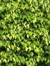 Textures of ficus leaves close-up