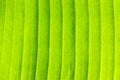 Texture of A Green Tender Banana Leaf Royalty Free Stock Photo