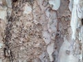 textures, patterns, tree bark in the urban forest