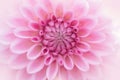 Textures pink flower close-up detail Royalty Free Stock Photo