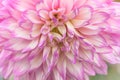 Textures pink flower close-up detail Royalty Free Stock Photo