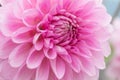 Textures pink flower close-up detail Royalty Free Stock Photo