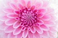 Textures pink flower close-up detail Royalty Free Stock Photo