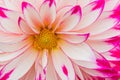 Textures pink flower close-up detail Royalty Free Stock Photo