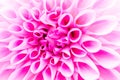 Textures pink flower close-up detail Royalty Free Stock Photo