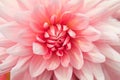 Textures pink flower close-up detail Royalty Free Stock Photo