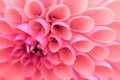 Textures pink flower close-up detail Royalty Free Stock Photo