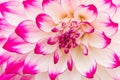 Textures pink flower close-up detail Royalty Free Stock Photo