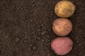 Textures plenty of fresh unpeeled potatoes harvested from the field. Red, pink and yellow. Gradient on soil.