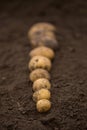 Textures plenty of fresh unpeeled potatoes harvested from the field. Gradient on soil. From big to small.