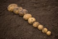 Textures plenty of fresh unpeeled potatoes harvested from the field. Gradient on soil. From big to small.