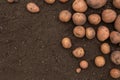 Textures plenty of fresh unpeeled potatoes harvested from the field. Gradient on soil.