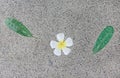 The textures of plumeria flower and leaf on ground