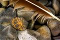 Feather on Beach Rocks Closeup Royalty Free Stock Photo