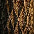 Textures suggest a mature tree possibly a type of oak or similar Royalty Free Stock Photo