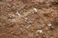 TEXTURE OF BROWN ROCK AND WHITE VETAS Royalty Free Stock Photo